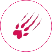 socougar-site-rencontre